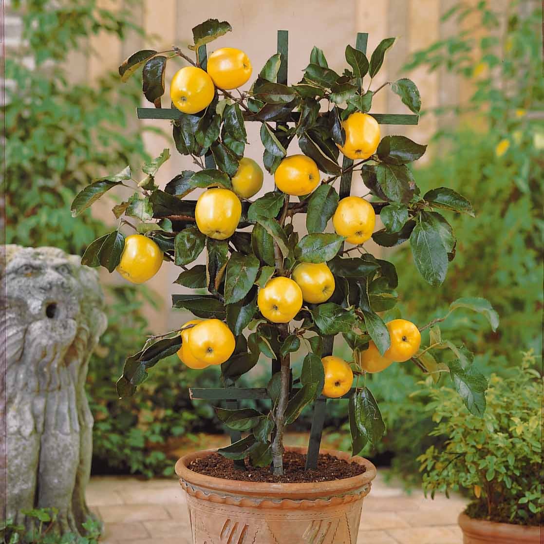 Mini pommier Golden Yellow Spur | Bakker.com