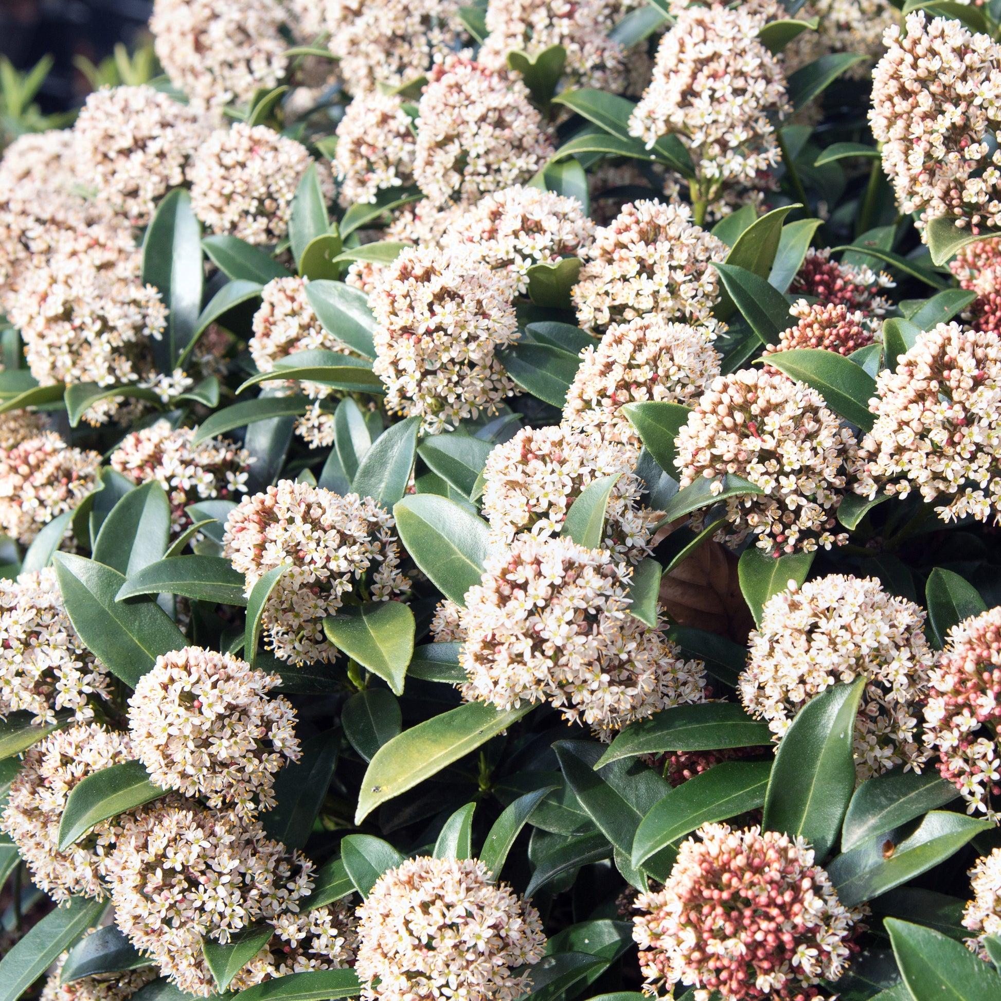 Skimmia du Japon - Skimmia japonica - Bakker