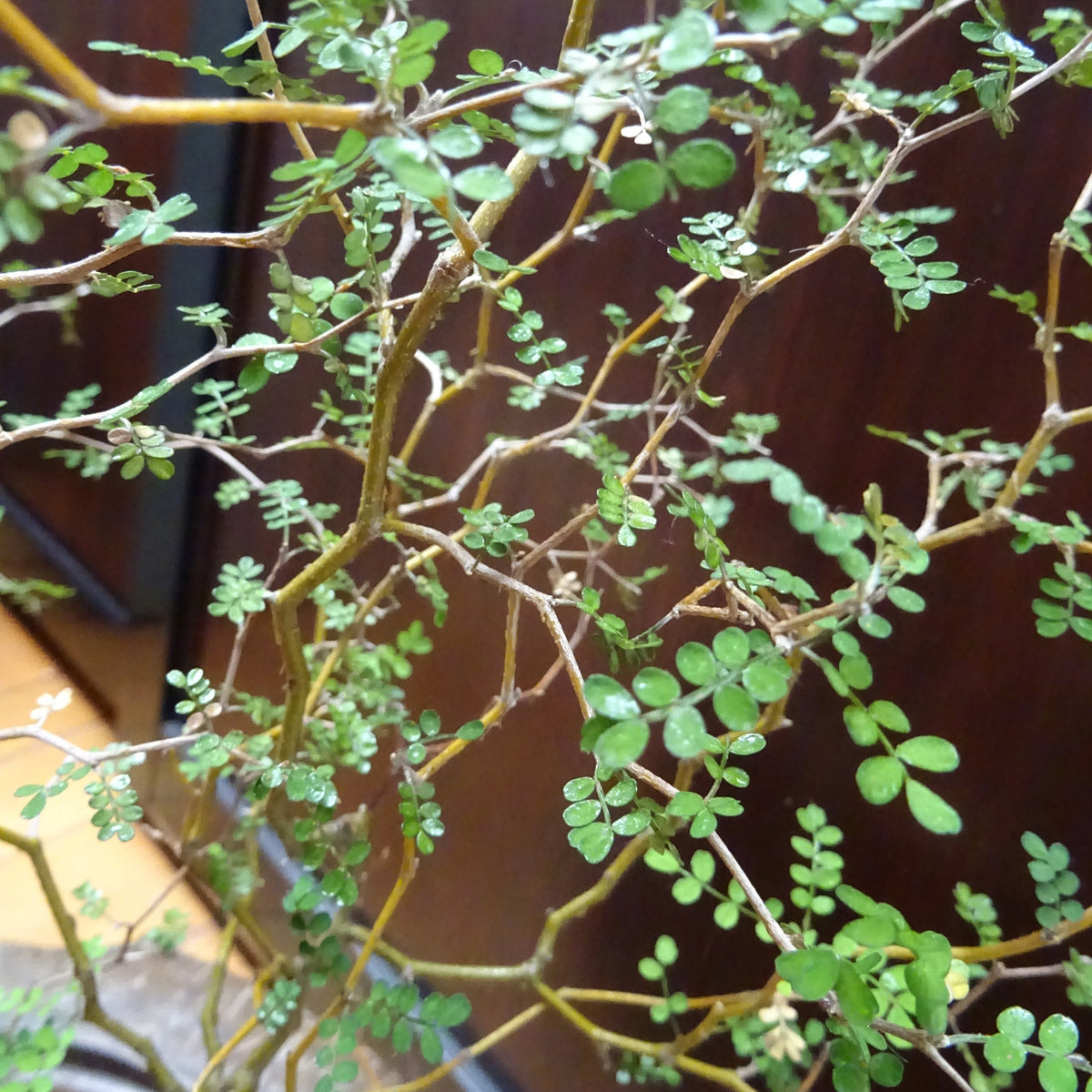 Sophora prostrata Little Baby - Bakker