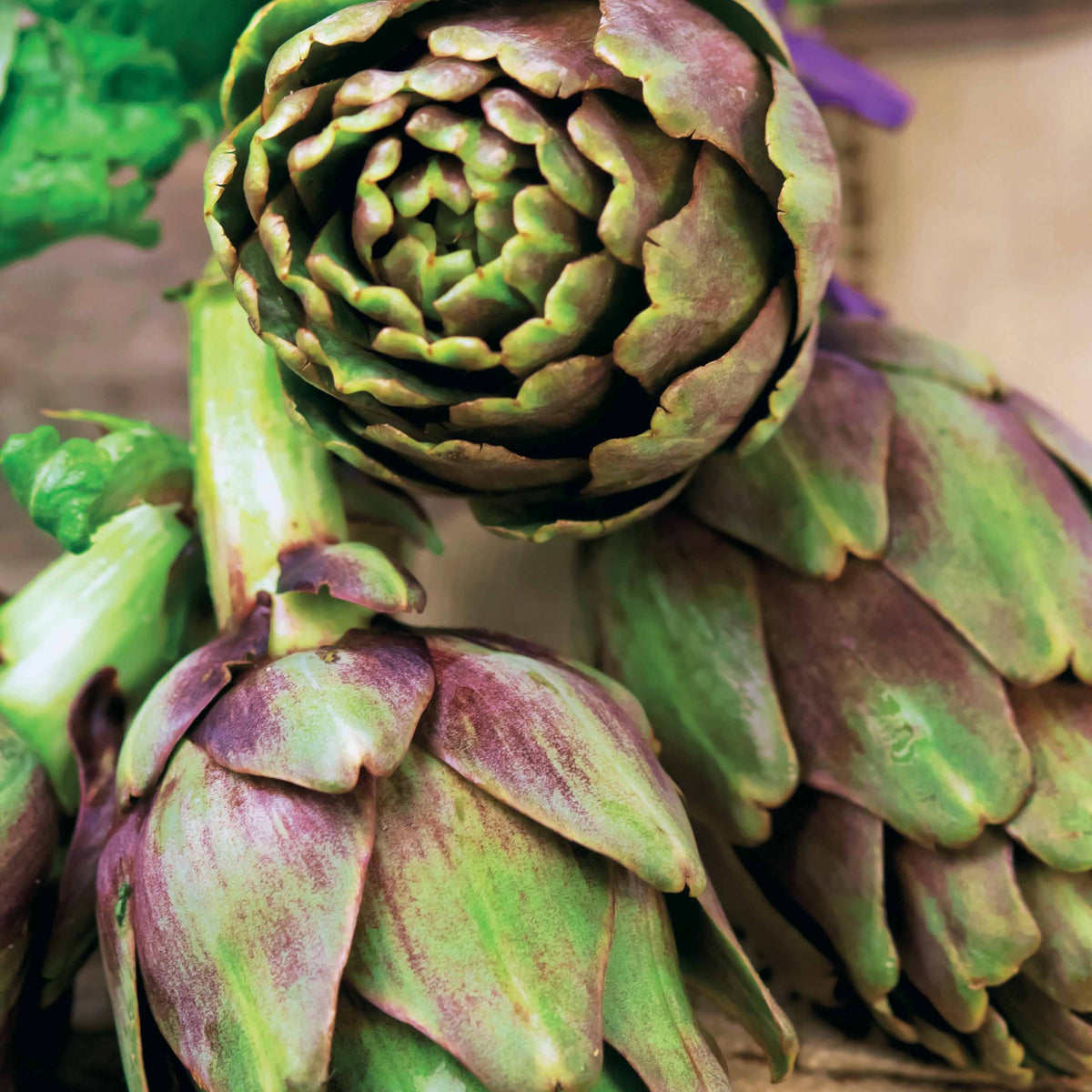 Cynara cardunculus scolymus Violet de Provence - Artichaut Violet de Provence - Artichauts