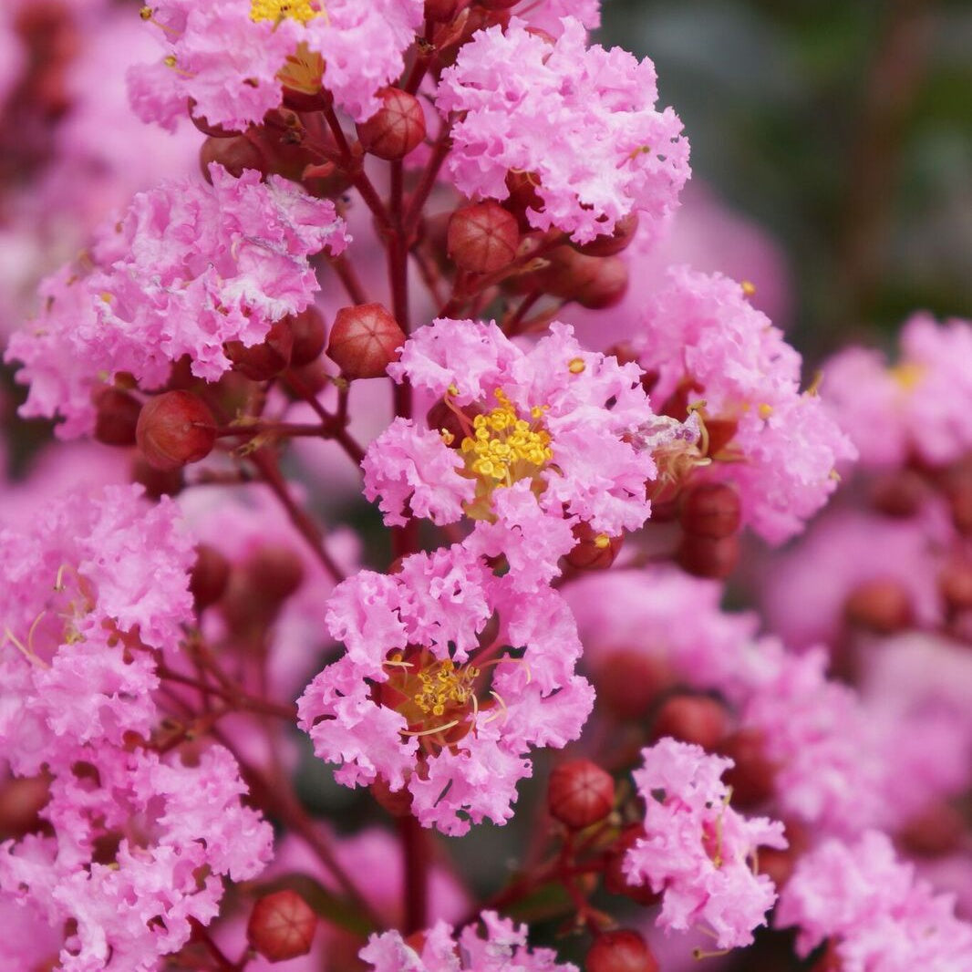Lilas des indes Eveline - Lagerstroemia indica Eveline - Bakker