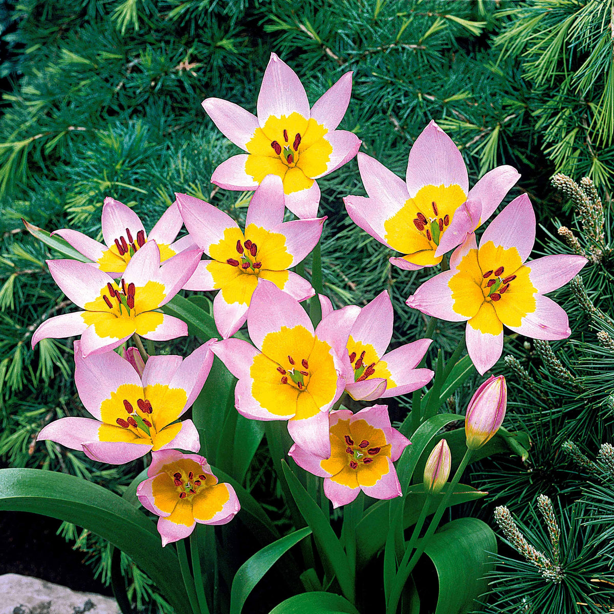 Vente 10 Tulipes botaniques Lilac Wonder - Tulipa Lilac Wonder