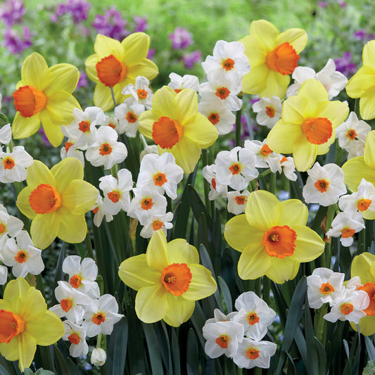 Collection de 16 Narcisses Red Devon et Geraniums - Bakker