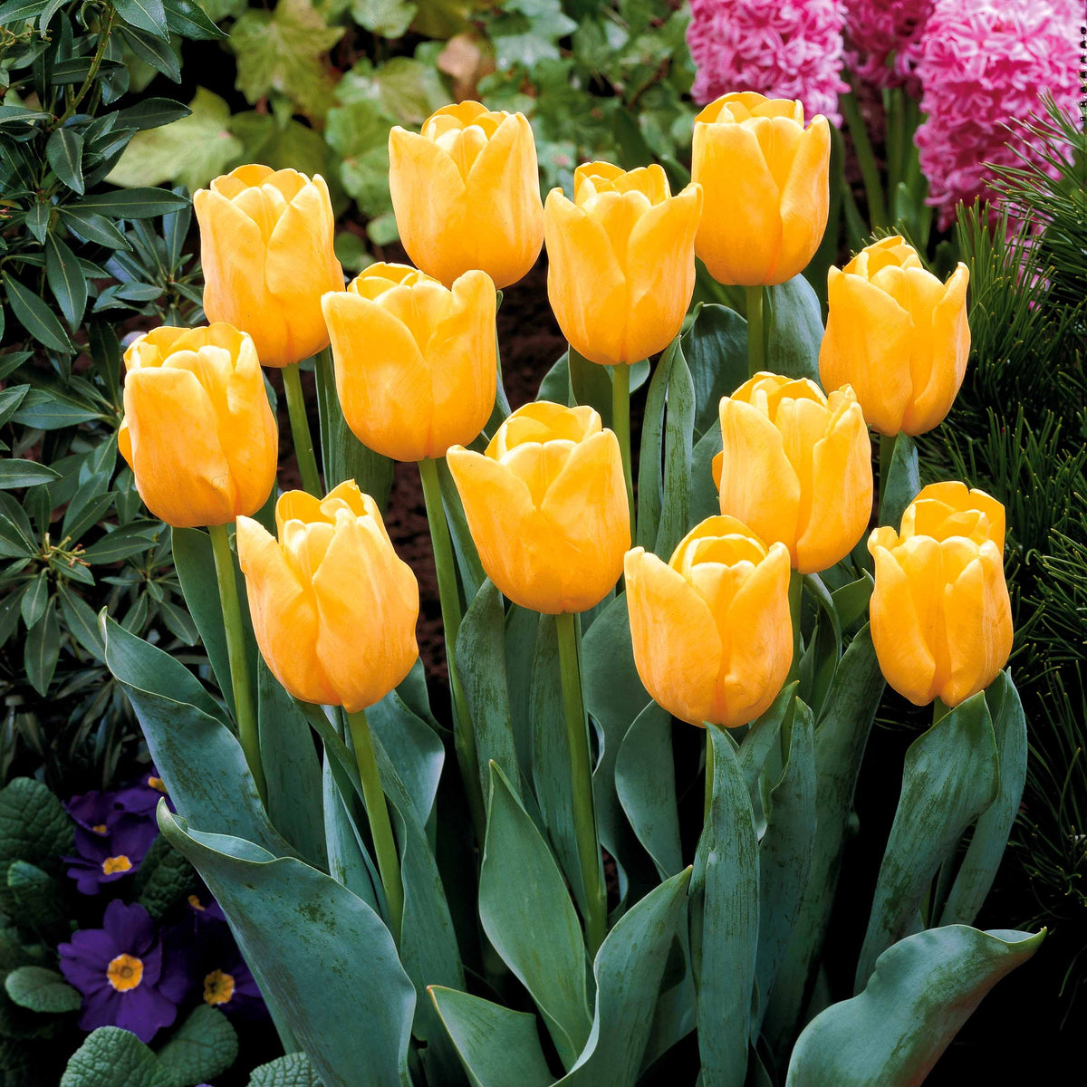 Tulipa - 5 Tulipes longues tiges jaunes - Bulbes de Tulipe