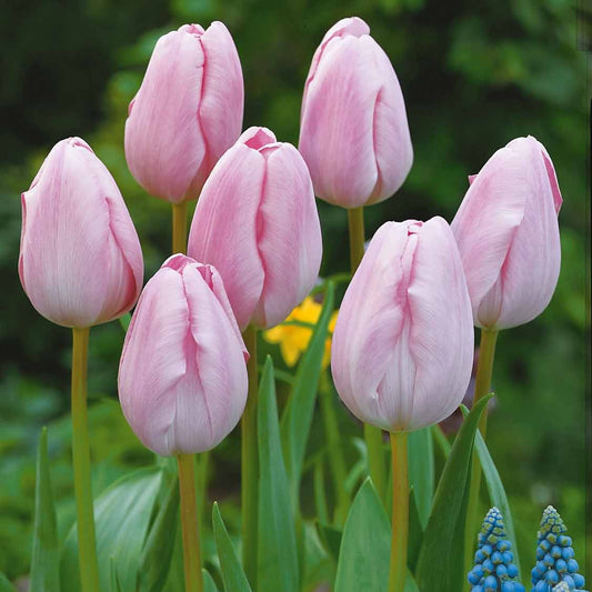 5 Tulipes longues tiges roses - Bakker