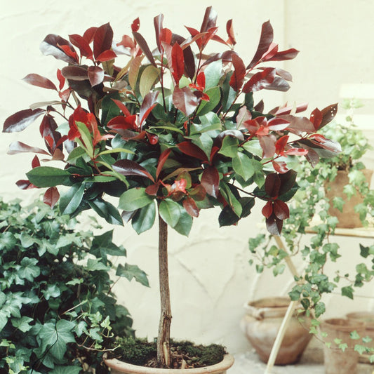 Photinia Red Robin sur tige - Bakker