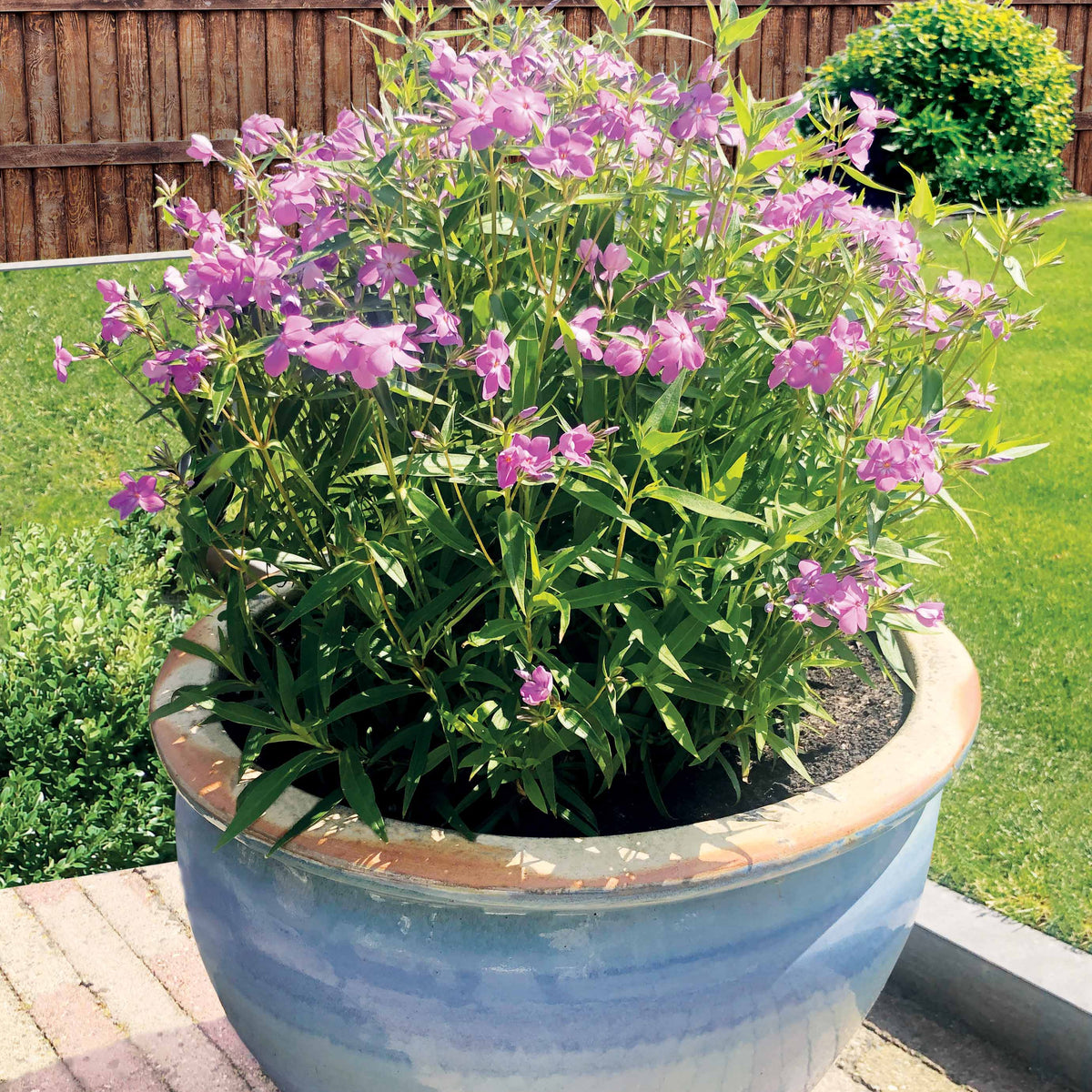 2 Phlox forever pink - Bakker