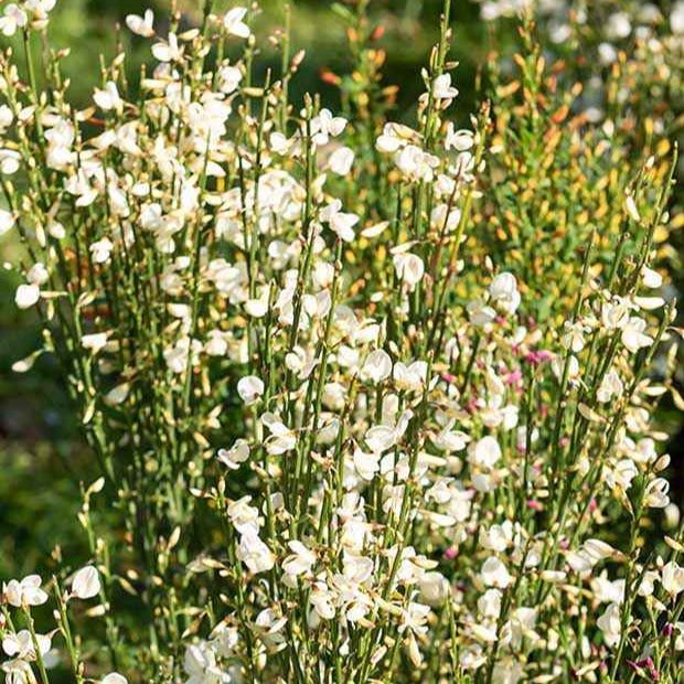 genets plante Genêt blanc