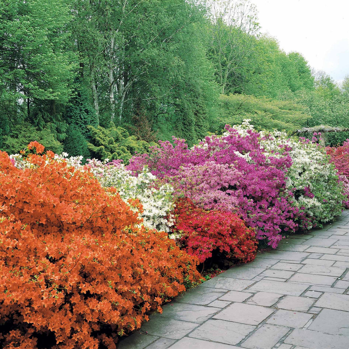 Azalée du Japon rouge - Azalea japonica red - Bakker