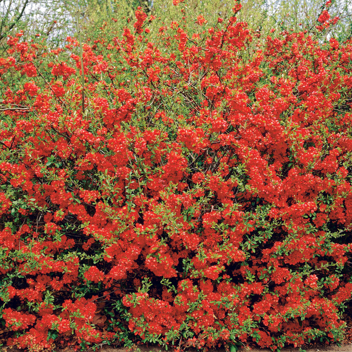 Chaenomeles japonica - Cognassier du Japon - Arbustes fleuris