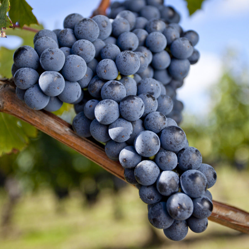 Vigne Merlot - Vitis vinifera merlot - Bakker