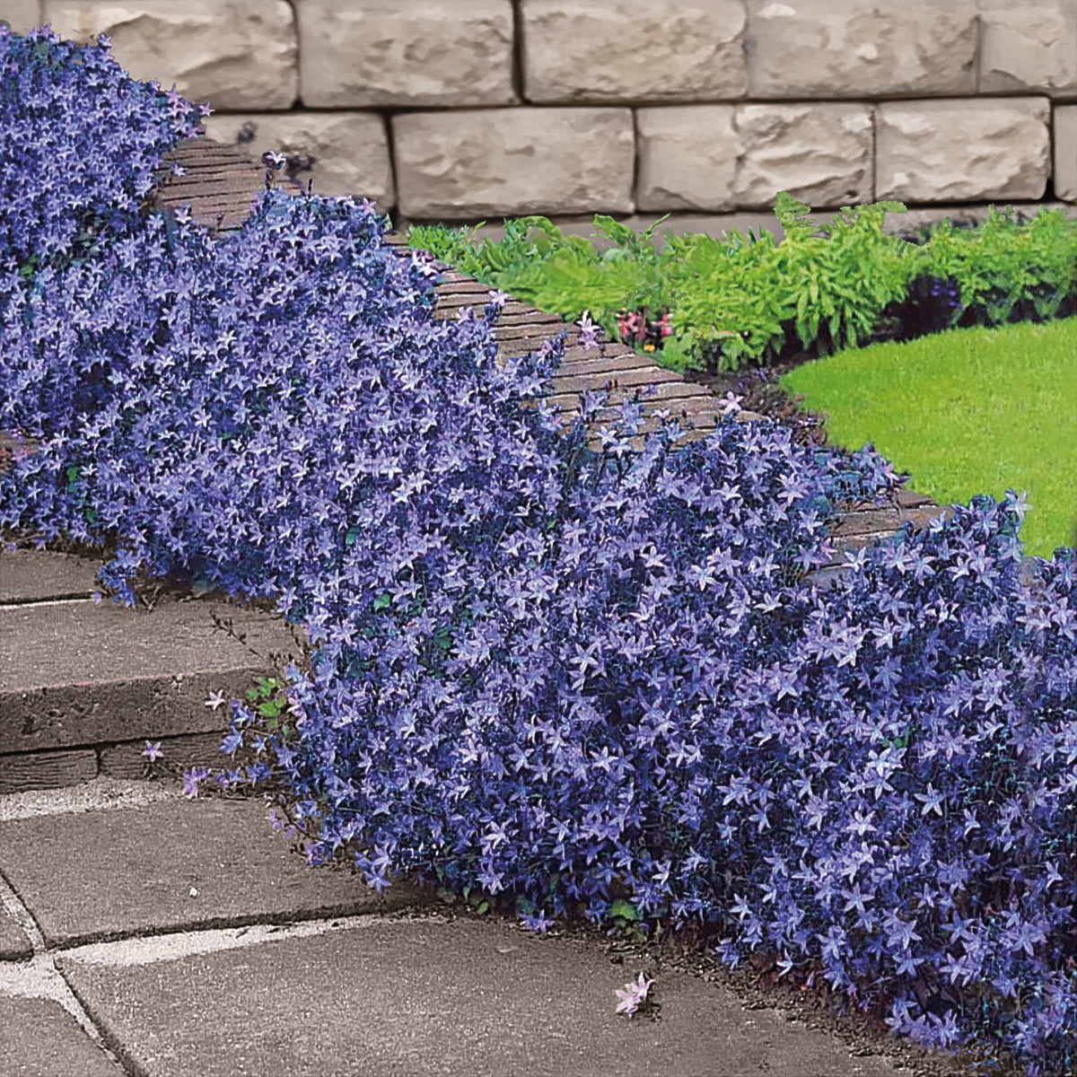 Campanule des murets - Campanula poscharskyana - Bakker