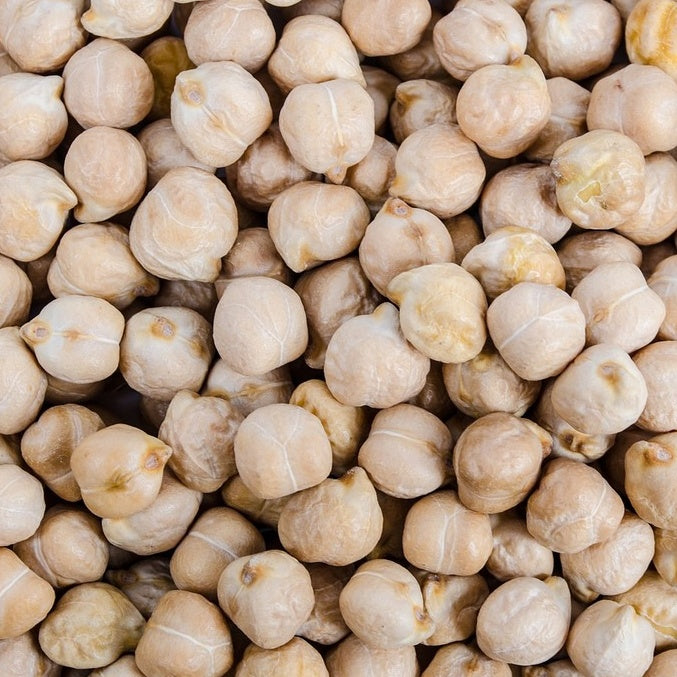 Pois-chiche - Cicer arietinum - Bakker