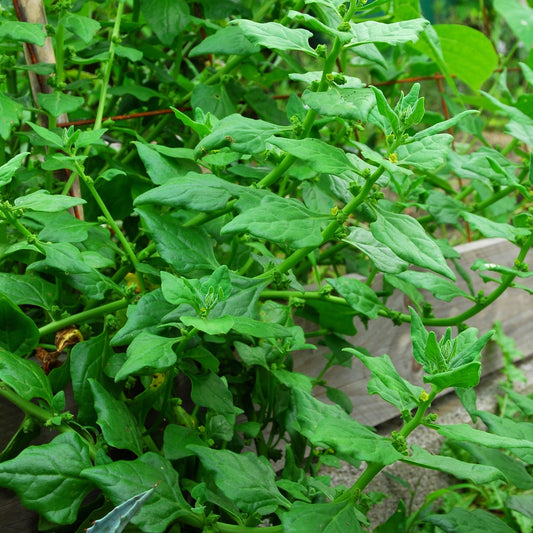 Tétragone cornue - Bakker