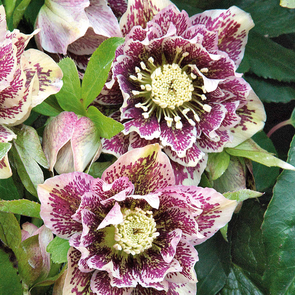2 Hellébores doubles blanches spotted - Helleborus orientalis Double Ellen White Spotted - Bakker