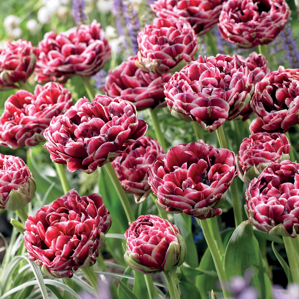 7 Tulipes à fleurs de pivoine Dream Touch - Tulipa Dream Touch - Bakker