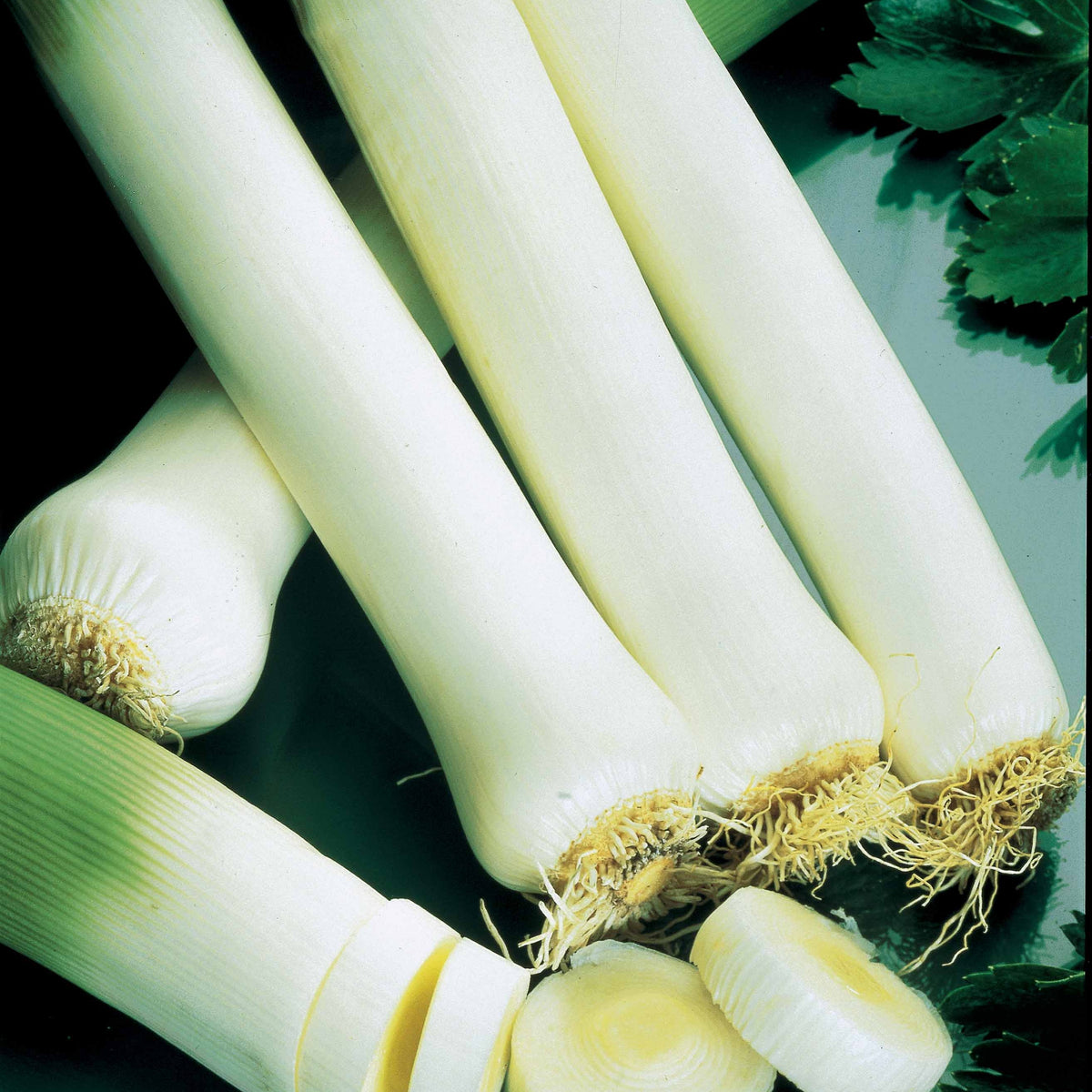 Légumes biologiques - Poireau Monstrueux de Carentan 2 Bio - Allium porrum Monstrueux de Carentan 2