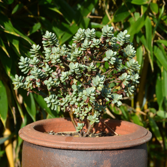 Véronique arbustive - Bakker