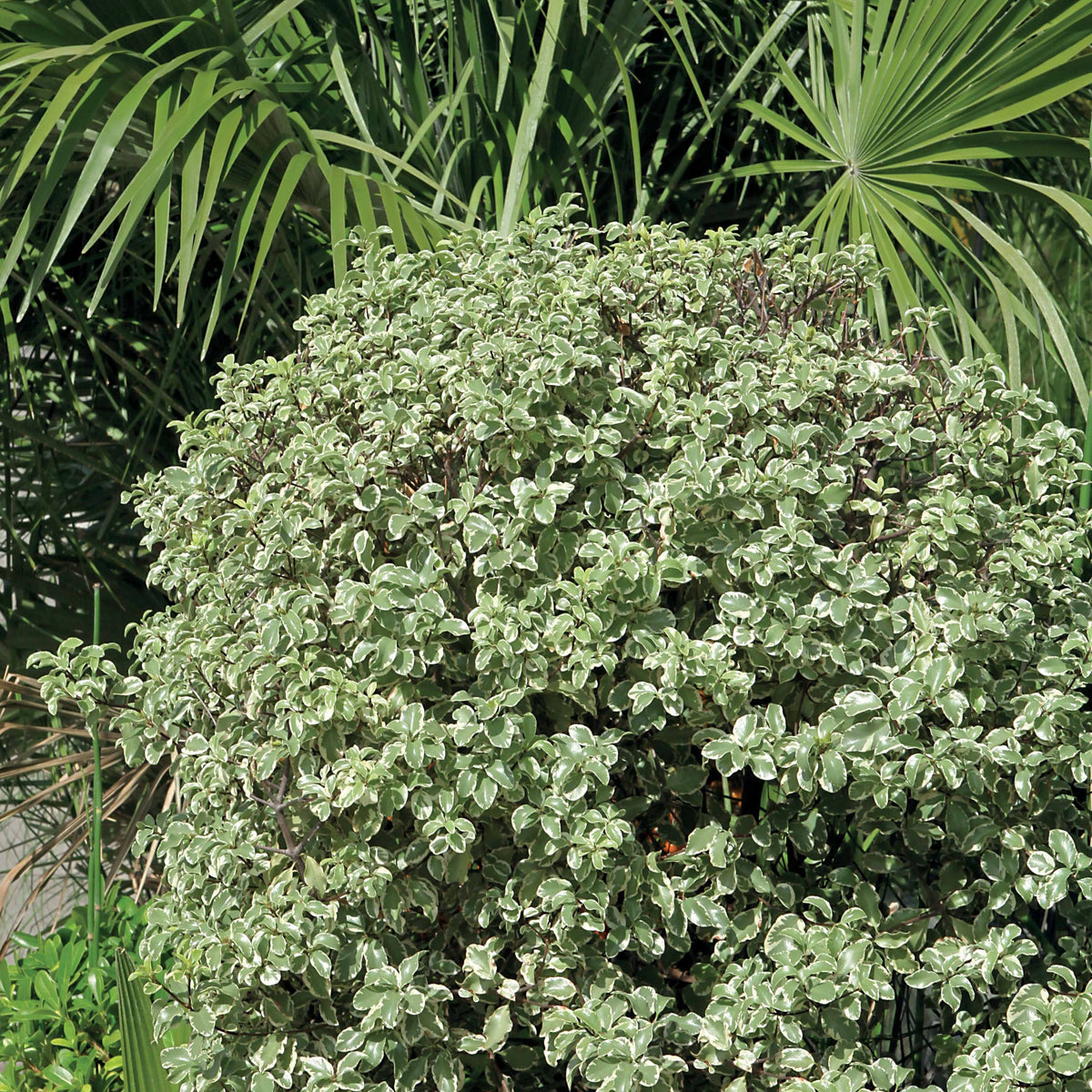 Pittosporum tenuifolium Variegatum - Pittosporum tenuifolium variegatum - Arbustes à feuillage persistant