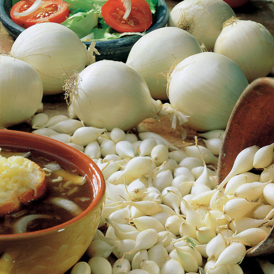 Collection de 3 Oignons: Snowball, Stuttgart, Brunswick - Bakker