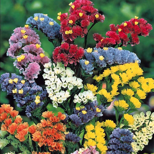 Collection de graines de fleurs à couper - Bakker