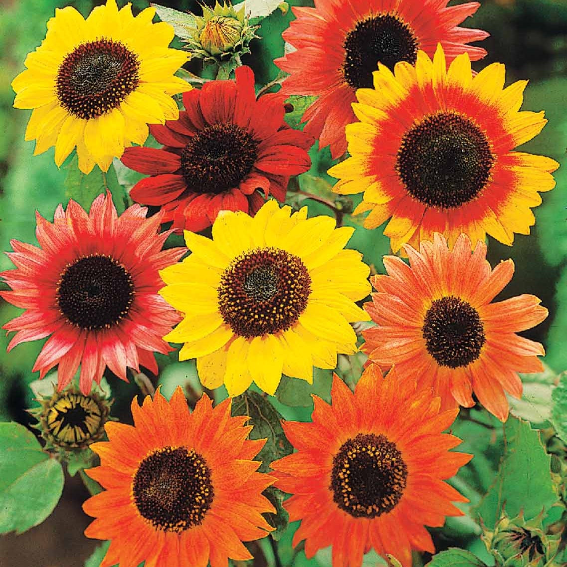 Tournesols Color Fashion en mélange - Bakker