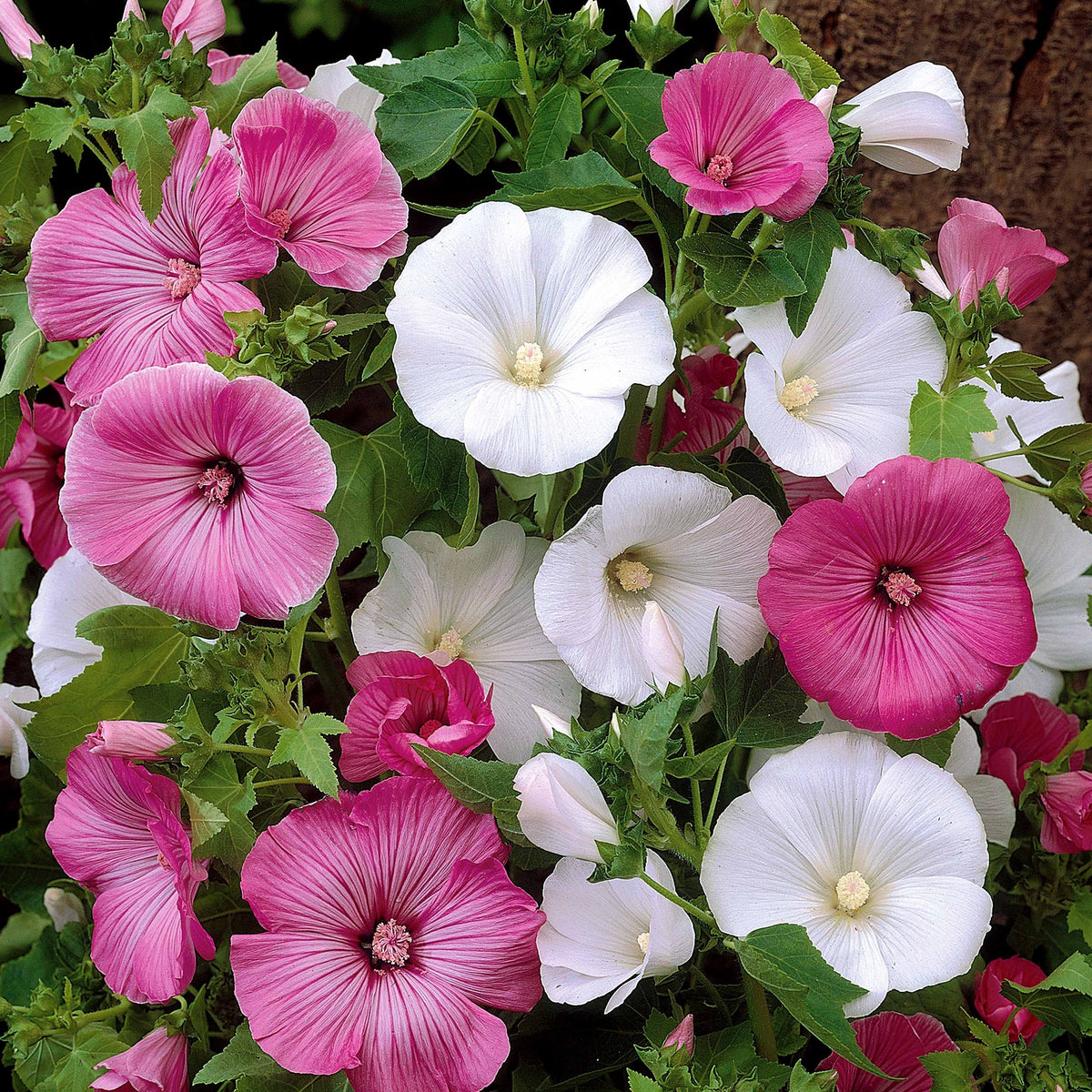 Lavatera trimestris - Lavatères à grandes fleurs en mélange - Graines de fleurs