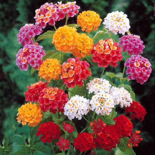 3 Lantanas en mélange - Bakker