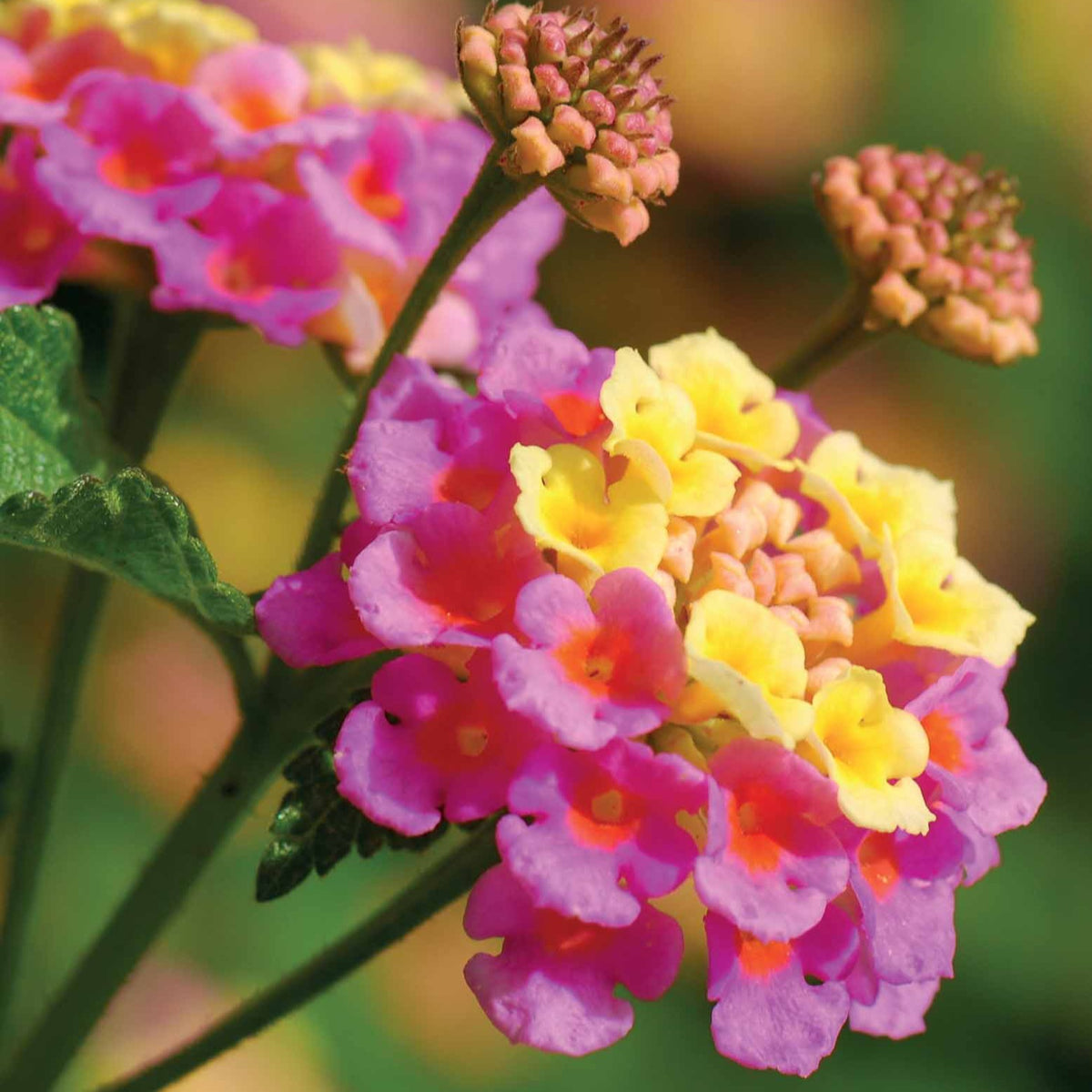 Plantes de terrasses et balcons - 3 Lantanas en mélange - Lantana camara