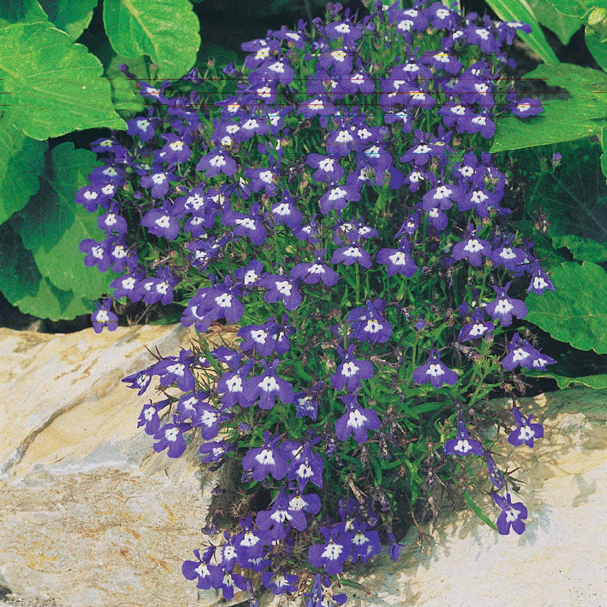 Verbena, pelargonium zonale, lobelia erinus - 3 Vivaces couleurs pastel en mélange - Plantes vivaces