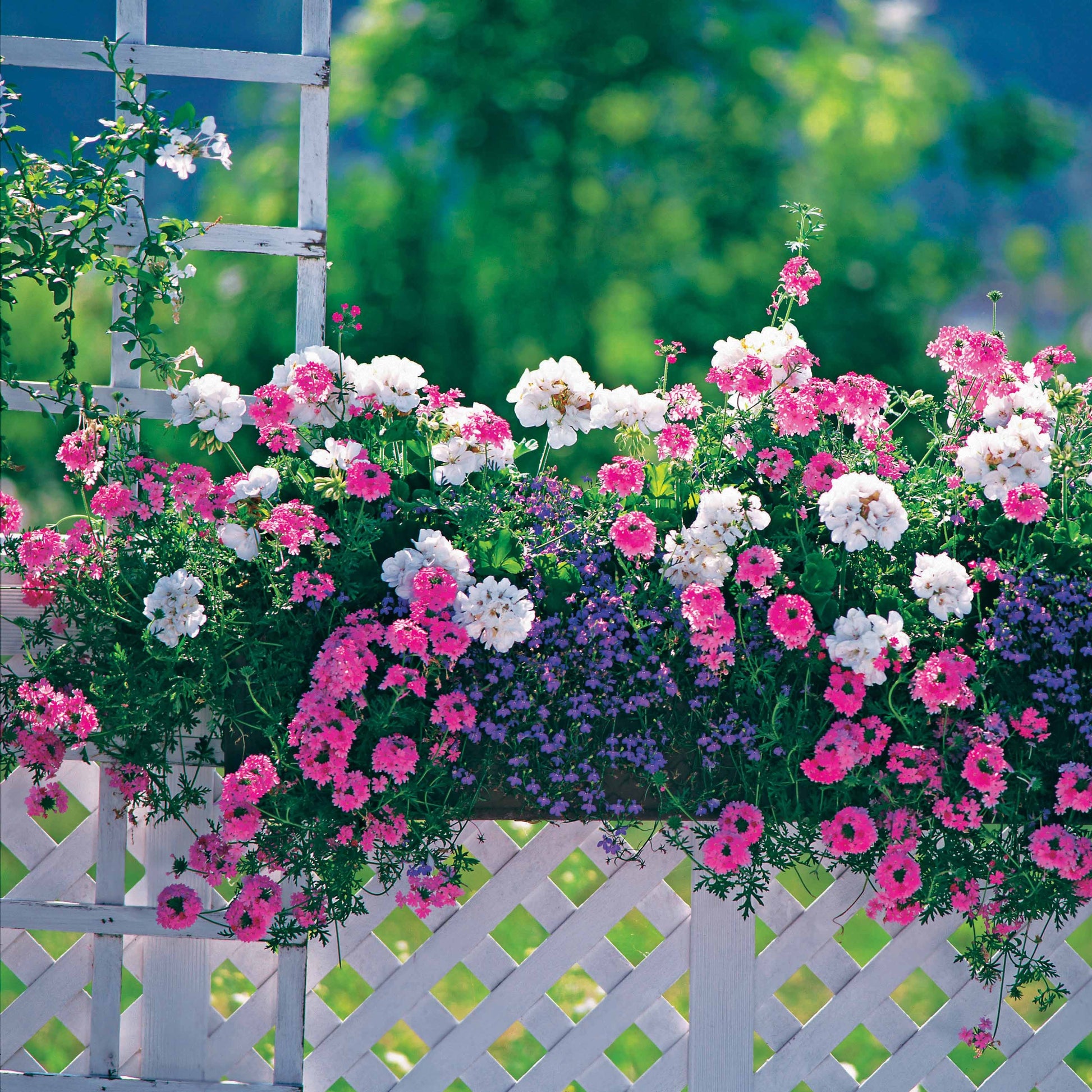 3 Vivaces couleurs pastel en mélange - Verbena, pelargonium zonale, lobelia erinus - Bakker