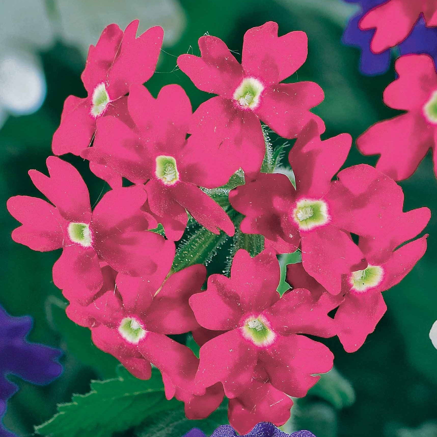 Vente 3 Vivaces couleurs pastel en mélange - Verbena, pelargonium zonale, lobelia erinus