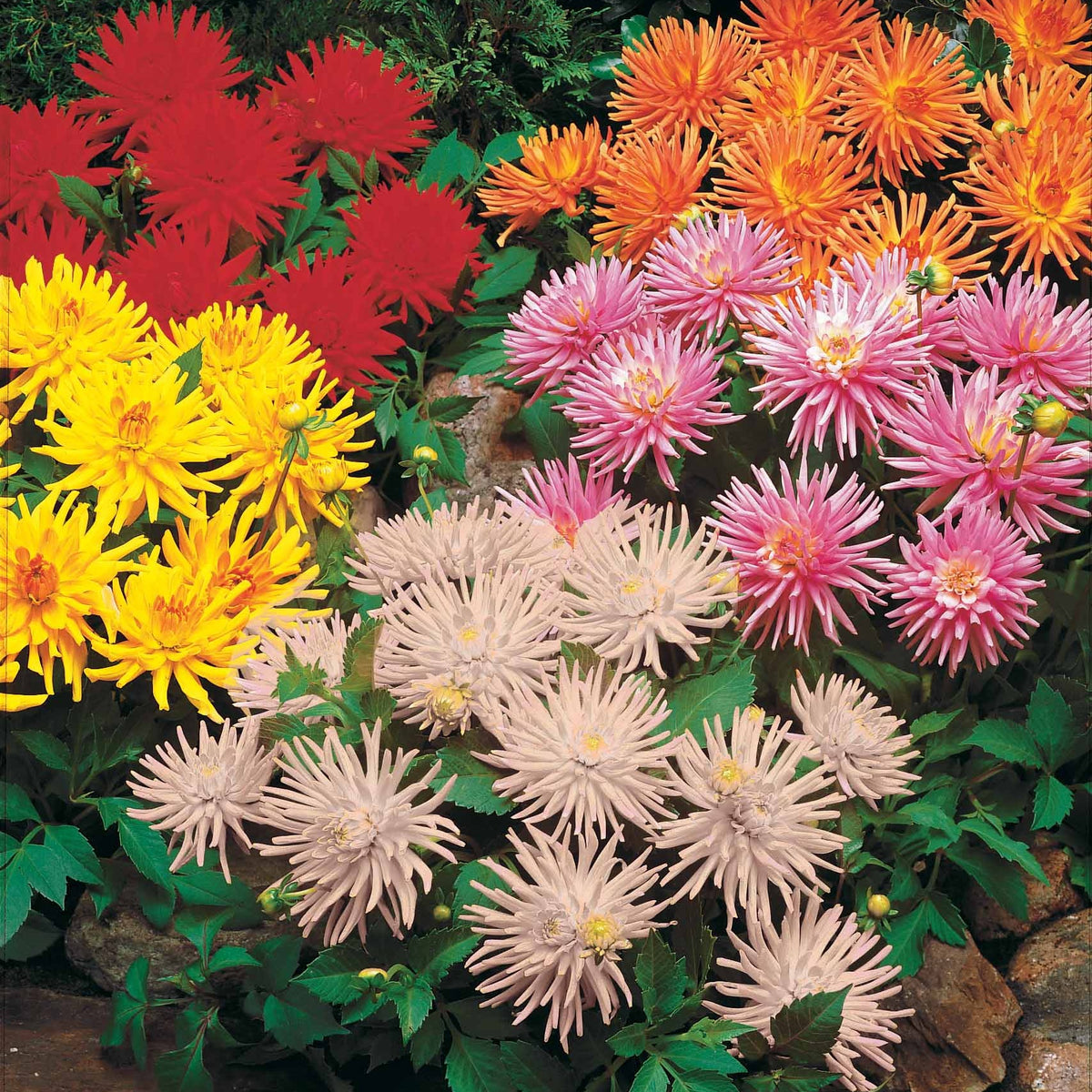 5 Dahlias cactus nains en mélange - Bakker