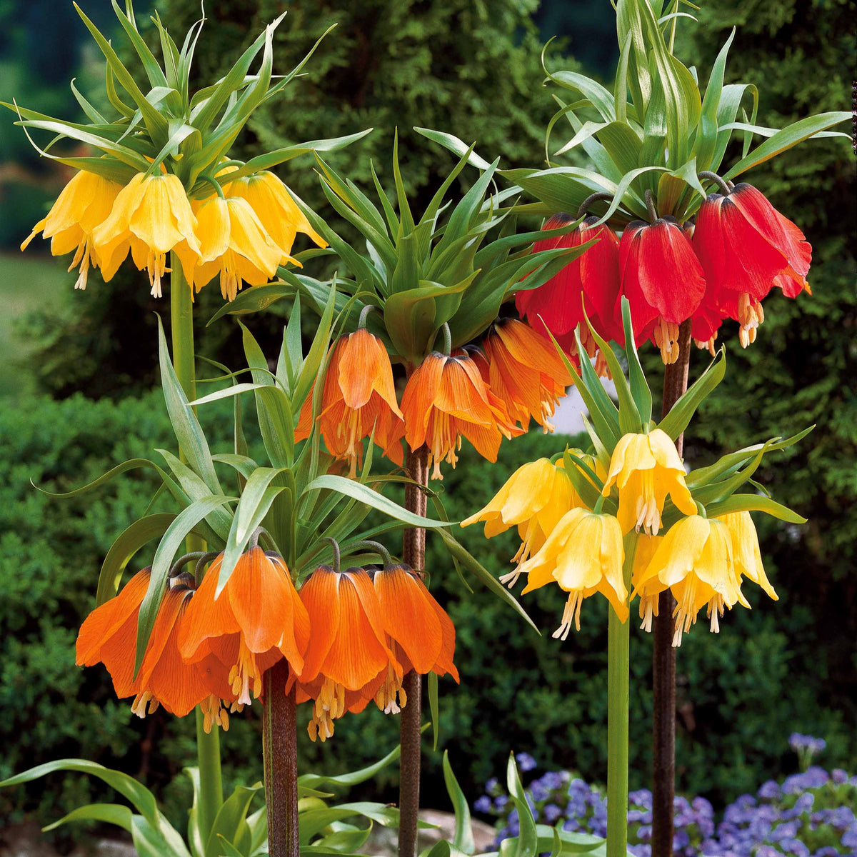Collection de 3 Couronnes impériales : jaune, rouge, orange - Fritillaria imperialis - Bakker