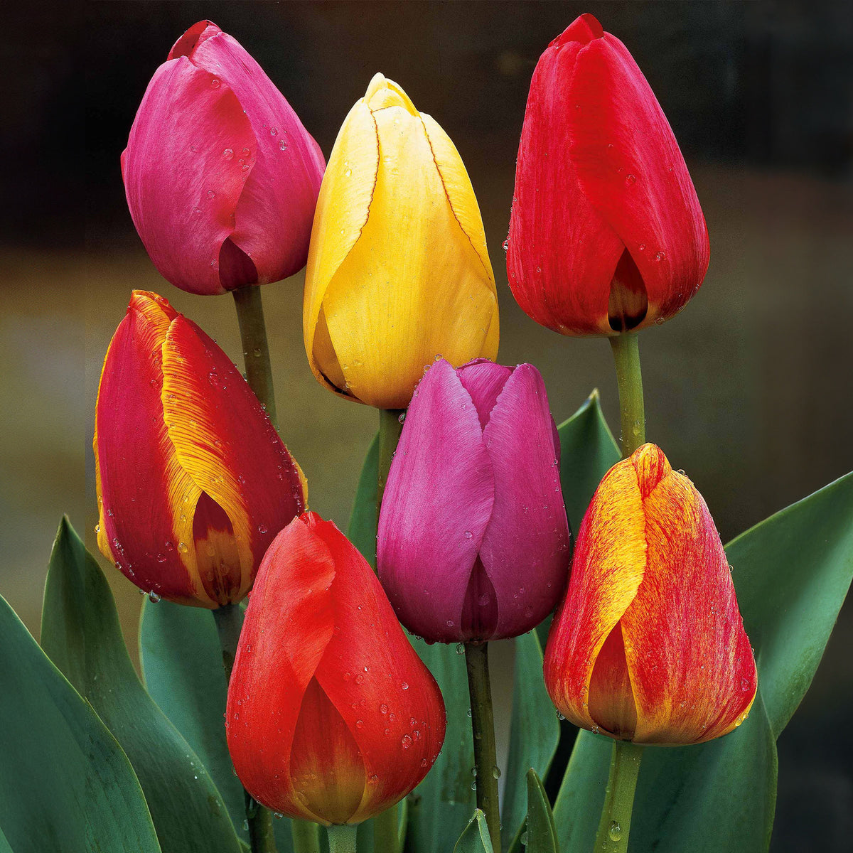 30 Tulipes Darwin en mélange - Bakker
