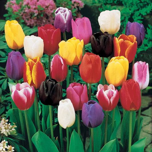 Tulipes à longues tiges en mélange - Bakker