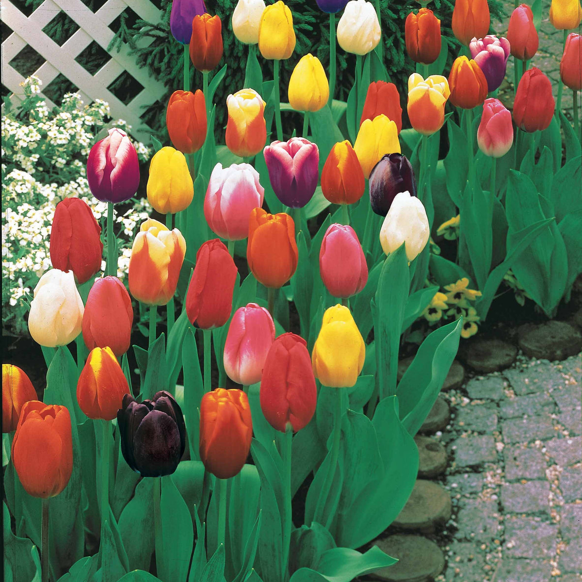 Bulbes de Tulipe - Tulipes à longues tiges en mélange - Tulipa
