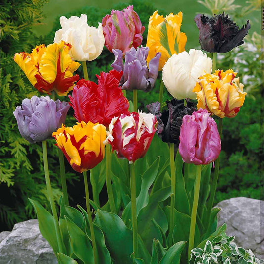 15 Tulipes perroquet en mélange - Bakker