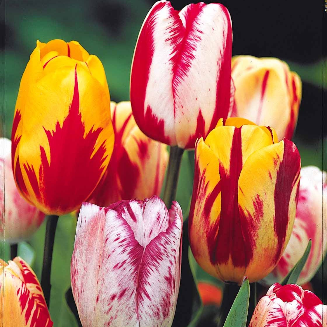 Tulipa - 20 Tulipes flammées en mélange - Bulbes de Tulipe