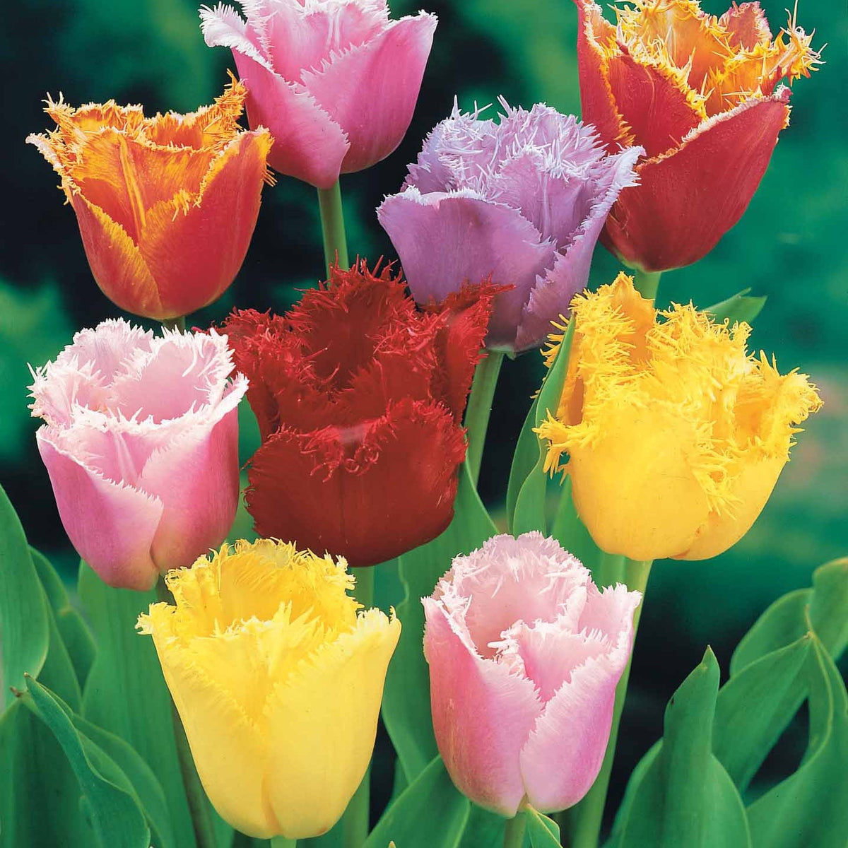 20 Tulipes frangées en mélange - Tulipa crispa - Bakker