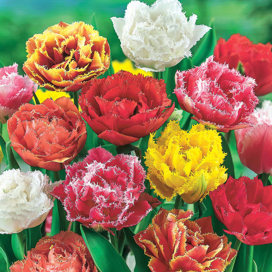 20 Tulipes frangées en mélange - Bakker