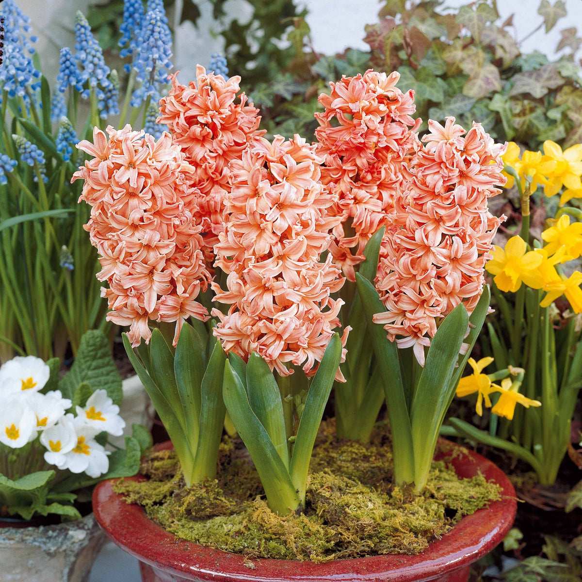 Collection de 9 Jacinthes : Gipsy Queen, Woodstock, City of Haarlem - Hyacinthus 'Woodstock', 'Gipsy Queen', 'City of Haarlem' - Bakker
