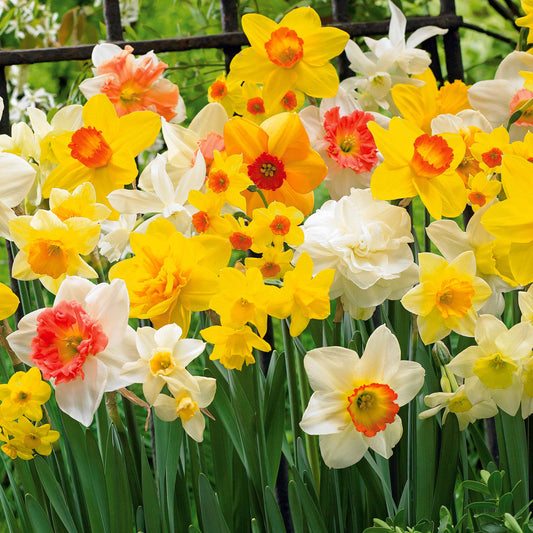 Narcisses en mélange - Bakker