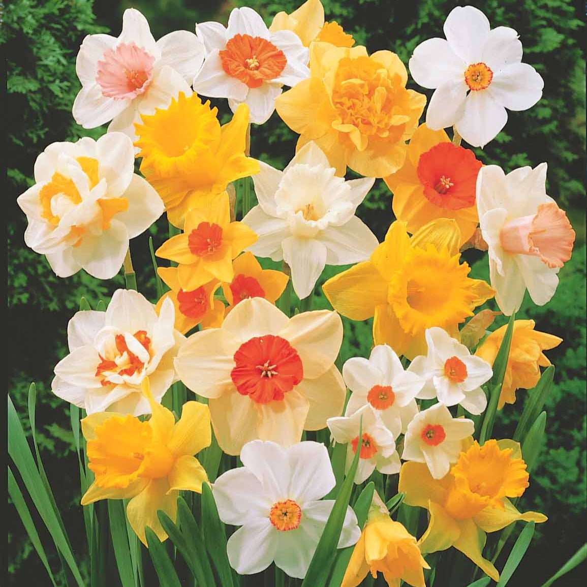 Narcisses en mélange - Narcissus - Bakker
