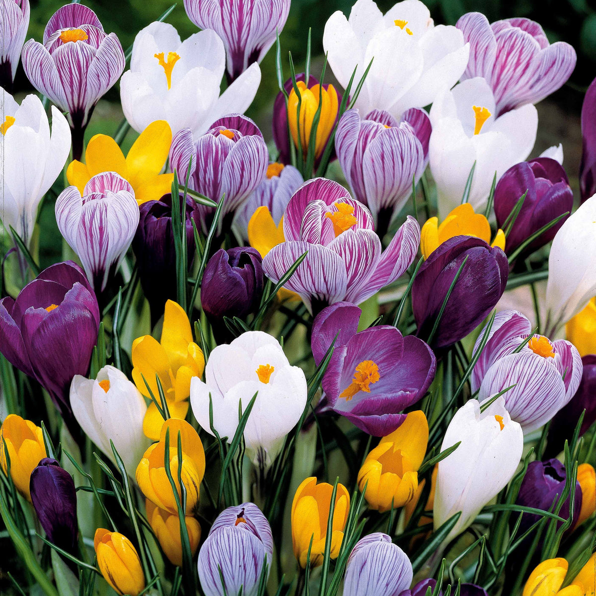 Crocus Mammouth en mélange - Crocus vernus - Bakker