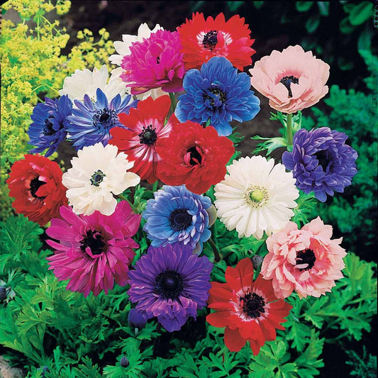 Bakker - 30 Anémones Sainte Brigitte en mélange - Anemone coronaria sainte brigitte - Bulbes à fleurs