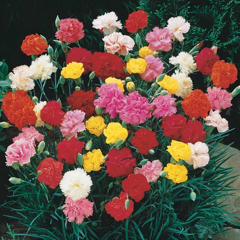 Dianthus caryophyllus triomphe - 6 Oeillets Triomphe en mélange - Œillet - Dianthus