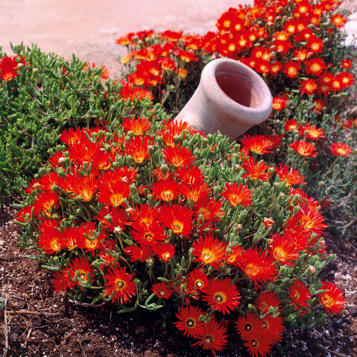 Lampranthus aurantiacus - Collection de 6 Ficoïdes : jaunes, violettes, rouges - Plantes vivaces