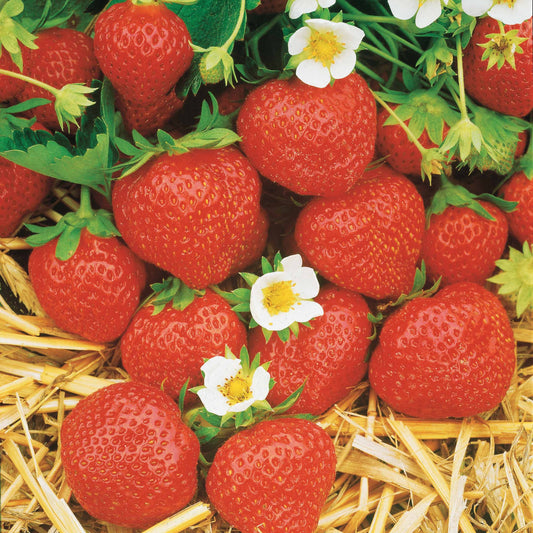 Collection de 60 fraises de 6 mois : Mara des Bois, Maestro, Gariguette - Bakker