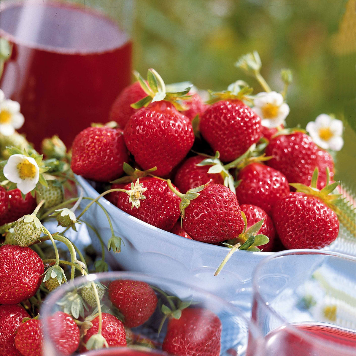 Collection 6 mois de 60 fraises : Savoureuse de Willemse, Mara des Bois, Gariguette - Fragaria la savoureuse de willemse cov ma48, mara - Bakker